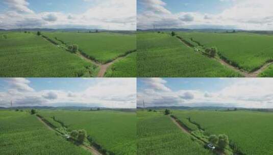 4k航拍阳光下的玉米地高清在线视频素材下载