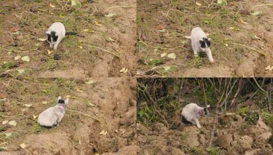 四川成都白天猫咪在草地上玩耍高清在线视频素材下载