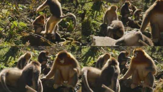 野外猴群高清在线视频素材下载
