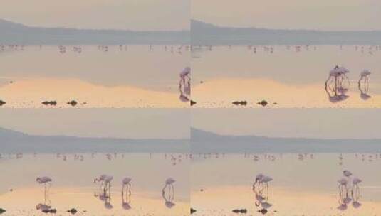 美丽的镜头，清晨在纳库鲁湖的火烈鸟（2）高清在线视频素材下载