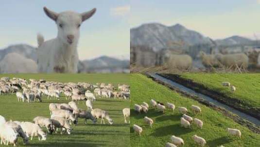 【合集】草原羊群牧羊吃草高清视频高清在线视频素材下载