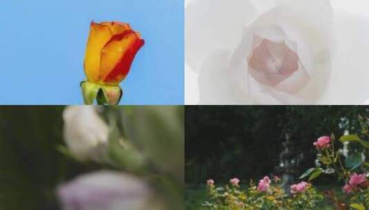 【合集】黄色玫瑰花粉色玫瑰花玫瑰花瓣花束高清在线视频素材下载