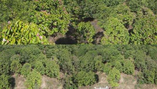 农业种植满山遍野野生山茶花盛开航拍高清在线视频素材下载