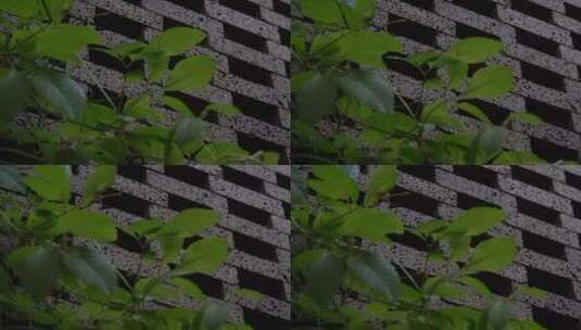 古镇 绿植 上海 古建筑 树高清在线视频素材下载