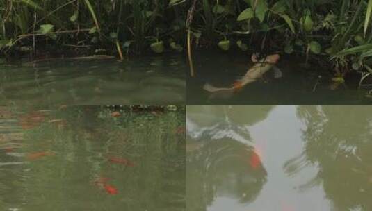 成都湿地池塘鲤鱼高清实拍视频高清在线视频素材下载