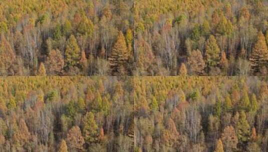 秋天的森林高清在线视频素材下载