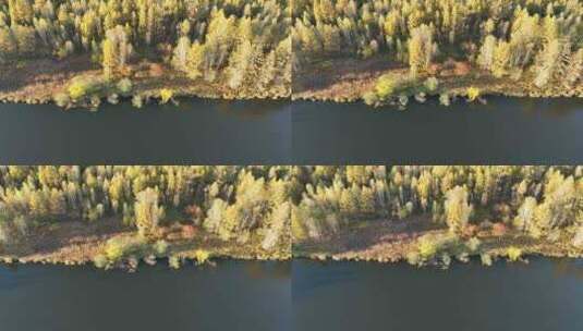 4K河岸白桦林秋景高清在线视频素材下载