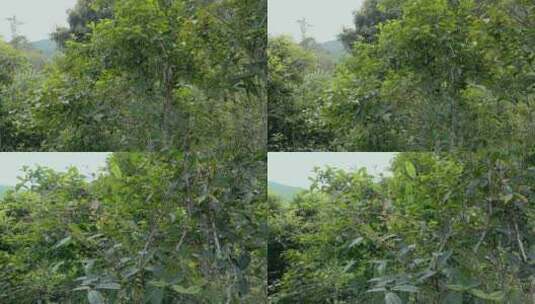 云南西双版纳勐腊县易武茶山茶树密集高清在线视频素材下载
