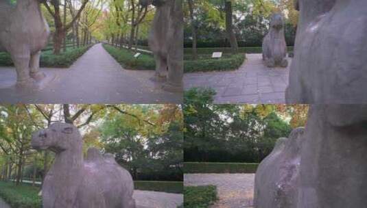南京明孝陵景区石象路骆驼雕塑慢镜头素材高清在线视频素材下载