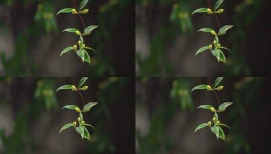 绿叶 嫩芽 细雨 3高清在线视频素材下载