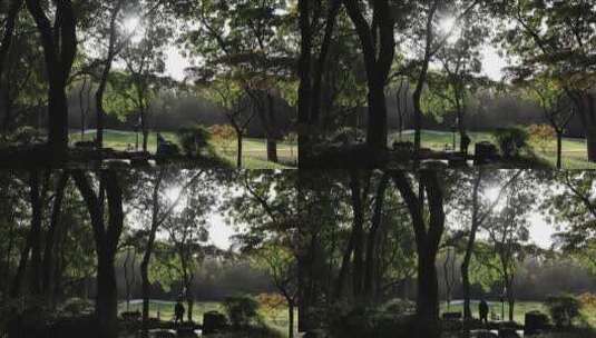 杭州太子湾公园 阳光穿透树木高清在线视频素材下载