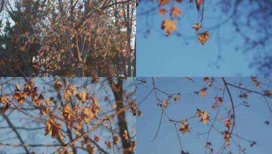 秋天的五角枫叶高清在线视频素材下载