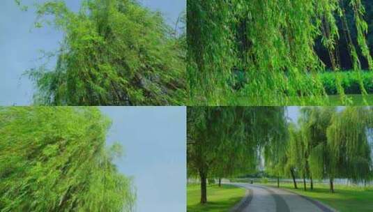 南宁南湖公园湖边柳树随风摆动合集3高清在线视频素材下载
