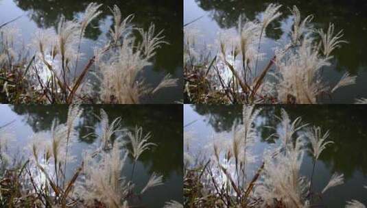 河边的芦苇芦花随风摇摆4k升格慢镜头高清在线视频素材下载