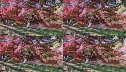 杭州西湖花港观鱼秋天火红的枫树枫叶高清在线视频素材下载