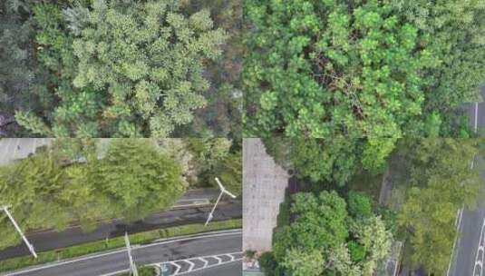 深圳深南大道绿化带俯拍高清在线视频素材下载