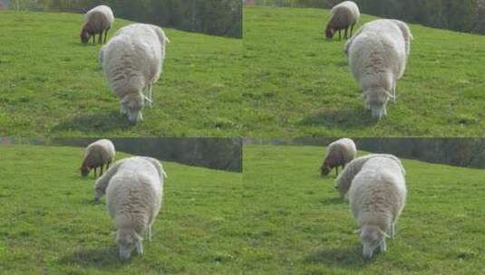 草原上吃草的绵羊羔羊山羊高清在线视频素材下载