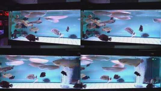一组观赏鱼 花鸟市场 观赏鱼 宠物鱼高清在线视频素材下载