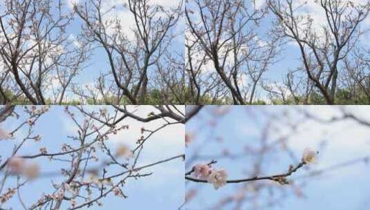 梅园、梅花高清在线视频素材下载