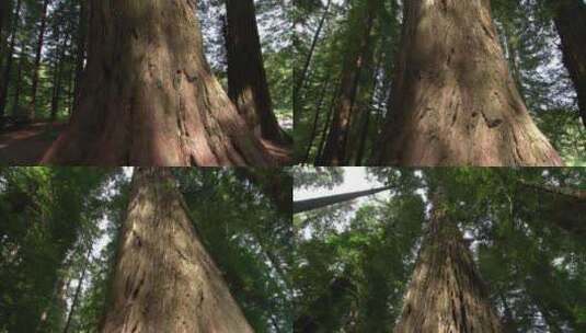 森林里的参天大树高清在线视频素材下载