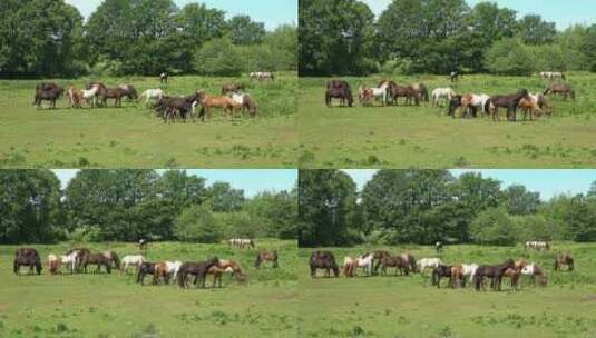 美丽草地上的马匹高清在线视频素材下载