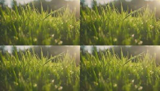 风吹芦苇草丛小草植被春天绿色植物茂密小草高清在线视频素材下载