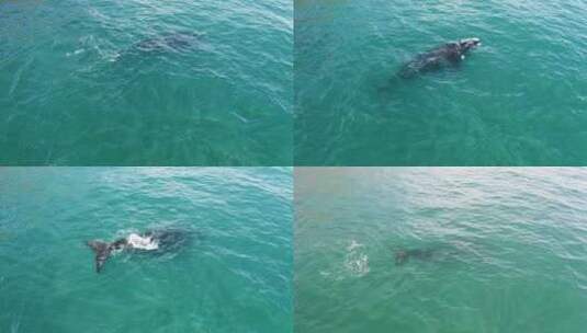 蔚蓝大海海洋动物海豚游泳高清在线视频素材下载