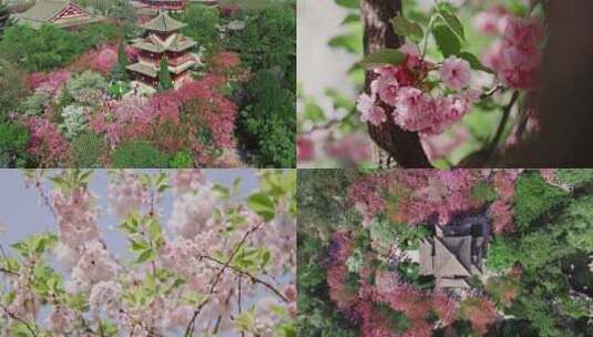 西安青龙寺樱花航拍合集高清在线视频素材下载
