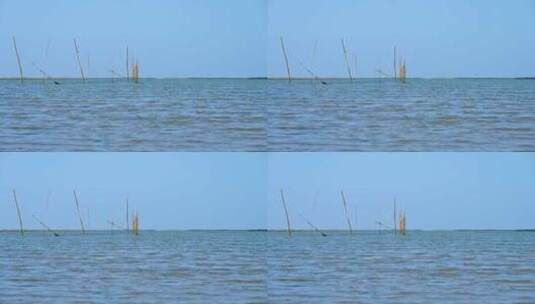 湛江海边渔场渔民海上木桩高清在线视频素材下载