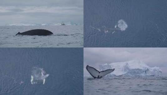 南极洲雪山海豚高清在线视频素材下载
