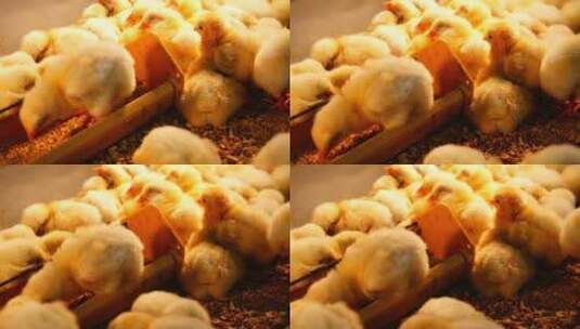 养殖鸡 养鸡场 养鸡高清在线视频素材下载