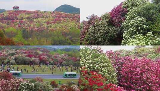 毕节百里杜鹃的杜鹃花盛开高清在线视频素材下载