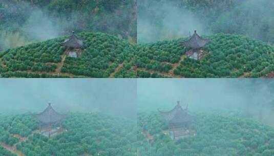 黄山毛峰茶园茶山绿茶高清在线视频素材下载