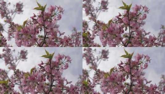 樱花花瓣花朵花开绽放高清在线视频素材下载