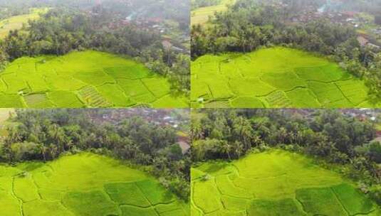 印度尼西亚巴厘岛乌布村绿色稻田的风景——高清在线视频素材下载
