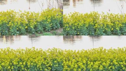 航拍乡镇农村油菜花花海池塘夕阳镜花水高清在线视频素材下载