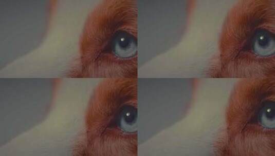 动物眼4K高清在线视频素材下载
