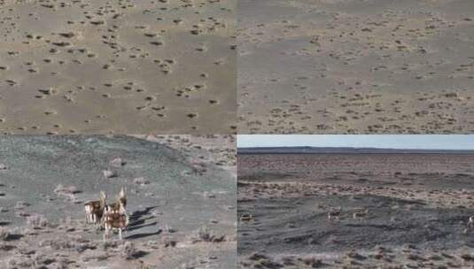 藏原羚奔跑、戈壁上奔跑的藏原羚高清在线视频素材下载