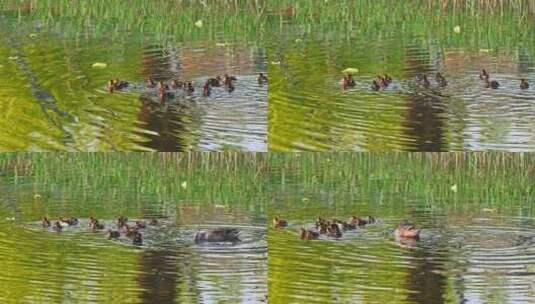 春天湖面一群新生孵化的小鸭子与鸭妈妈觅食高清在线视频素材下载