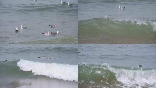 海面海浪上飞翔的海鸥高清在线视频素材下载