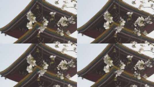 湖北武汉市东湖磨山樱花园五重塔与白色樱花高清在线视频素材下载