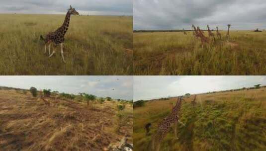 非洲草原长颈鹿群自然保护区高清在线视频素材下载