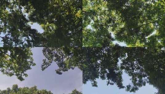 蓝天下风吹树叶植物实拍高清在线视频素材下载
