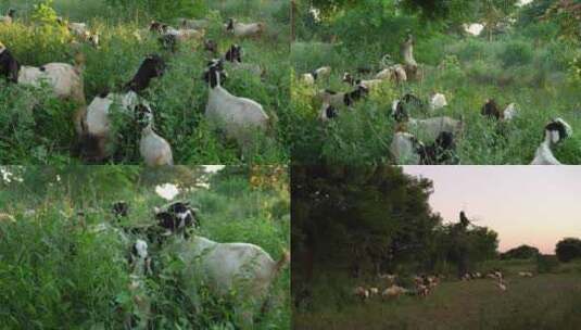 放羊 吃草的羊 羊羔 放养的羊 新疆 内蒙古高清在线视频素材下载