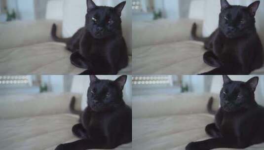 一只黑猫坐在客厅的白色皮沙发上。绿眼睛的高清在线视频素材下载