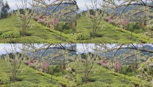 大自然茶园茶叶茶山美景景色航拍高清在线视频素材下载