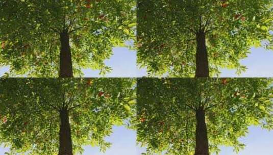 阳光照耀香樟树绿叶树叶高清在线视频素材下载
