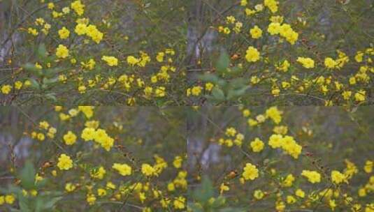 早春迎春花清明花小黄花花簇花瓣花蕊植物高清在线视频素材下载