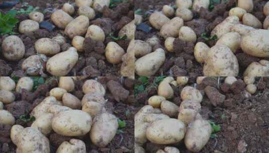 农村土地里收获的新鲜土豆高清在线视频素材下载