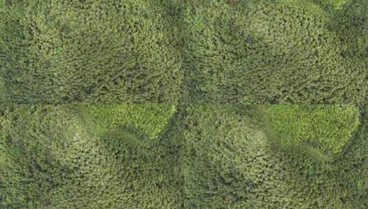 俯拍绿色植物森林茂密树枝树叶高清在线视频素材下载